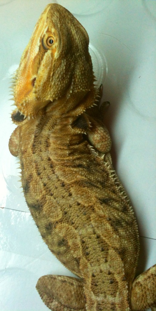 Light orange leather female