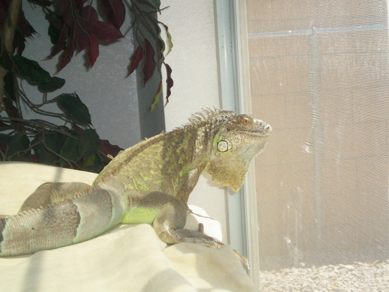 Lil girl basking