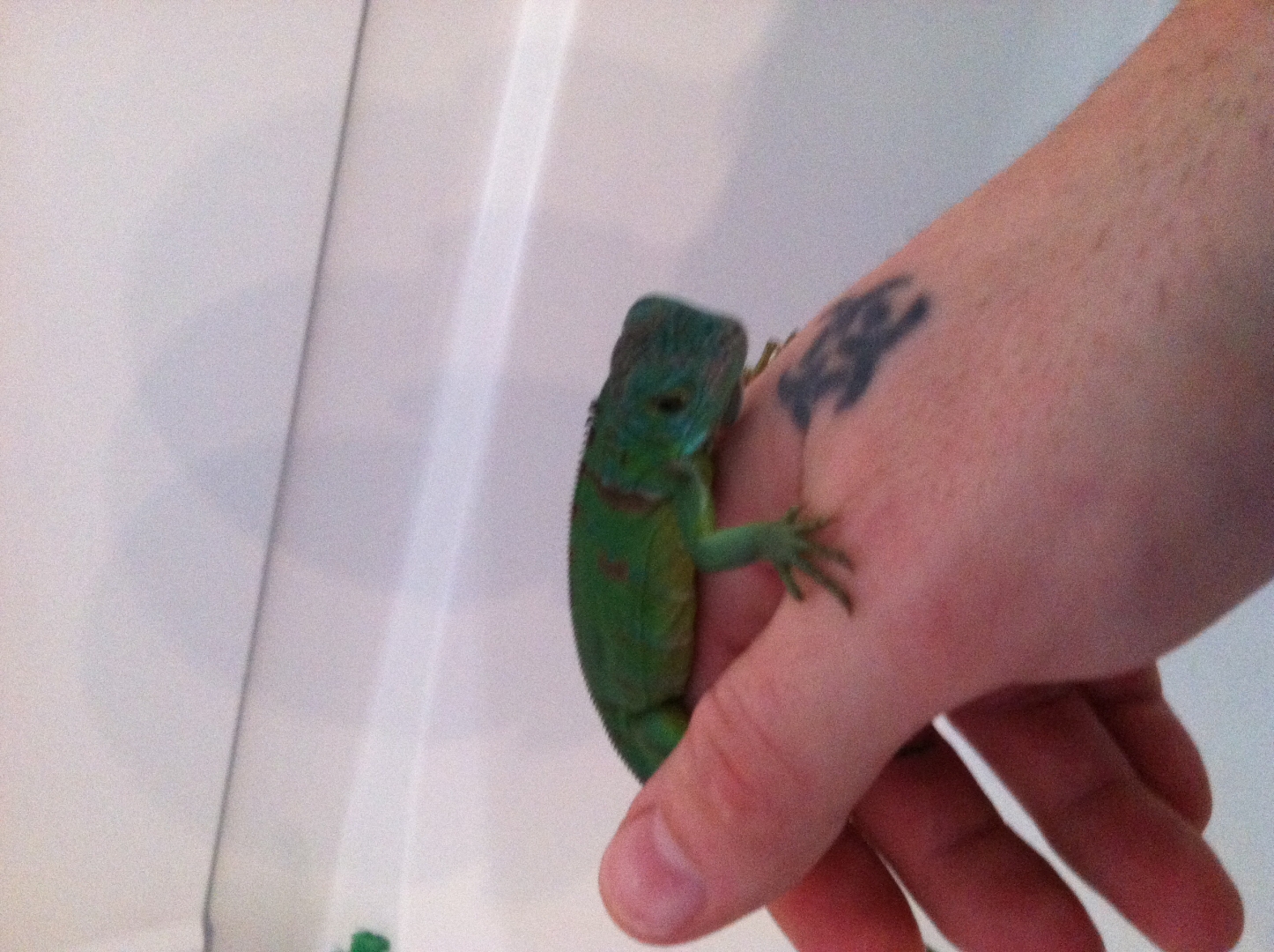 Lil green
