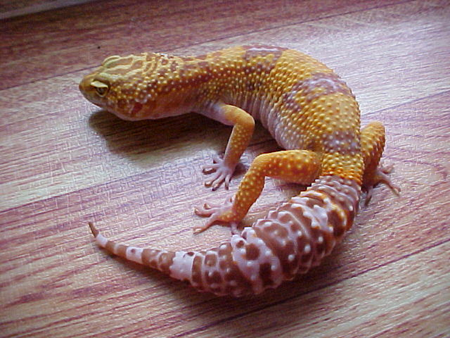 Lily