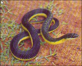 Liophis Poecilogyrus 1