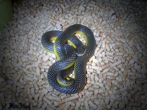 Liophis Poecilogyrus 2