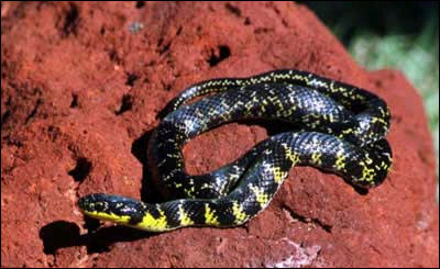 Liophis Poecilogyrus 3