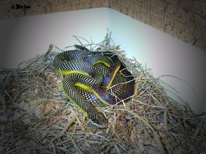 Liophis Poecilogyrus 4