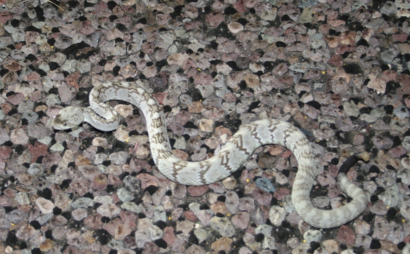 Lite molossus