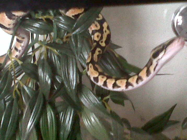 little c
