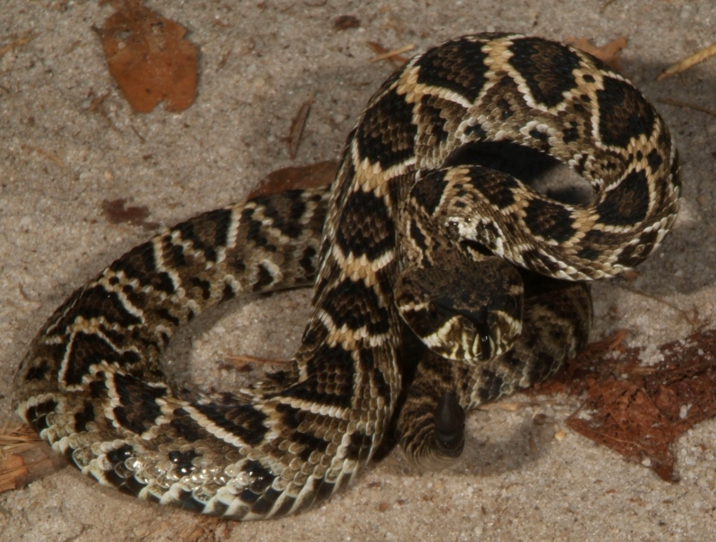 Little rattler laying in the path