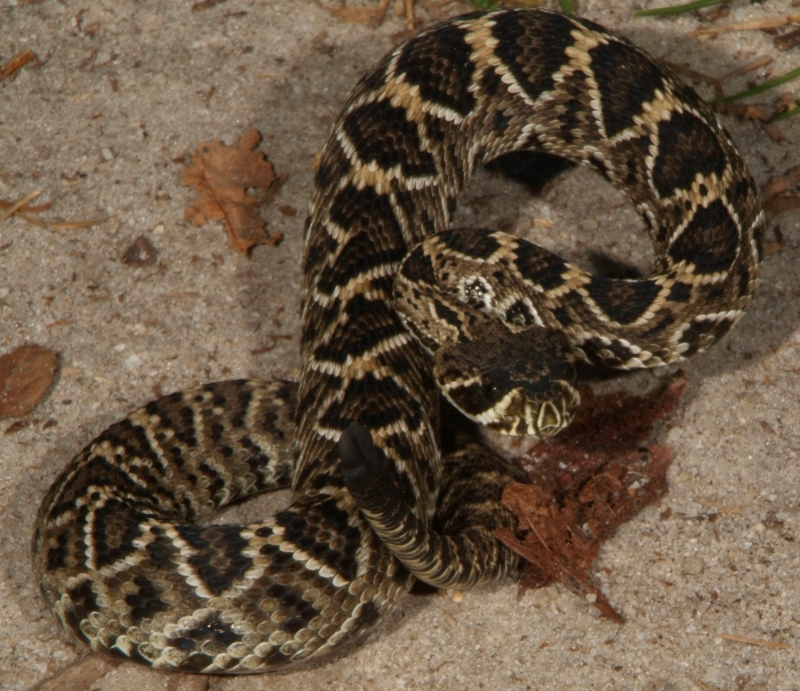 Little rattler laying in the path
