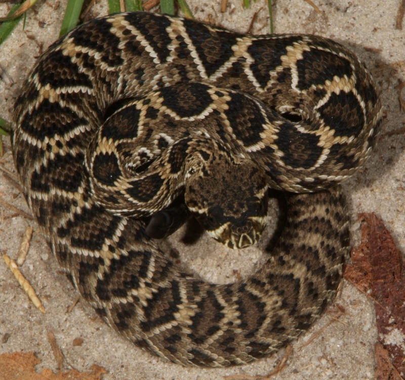 Little rattler laying in the path