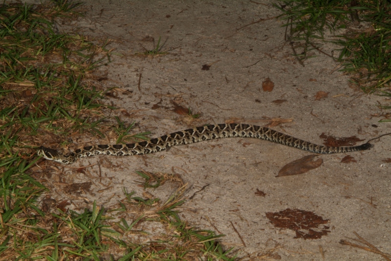 Little rattler laying in the path