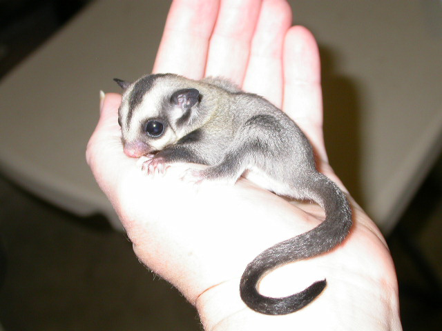 "Little Starr" 2 wks OOP