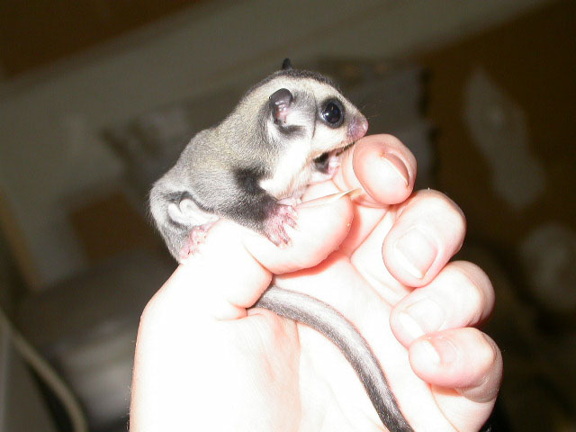"Little Starr" 2 wks OOP