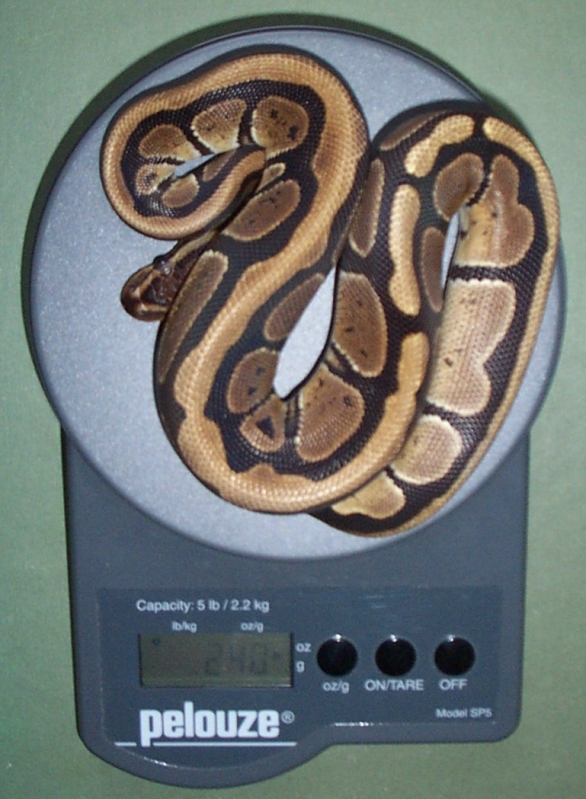 lngstripe