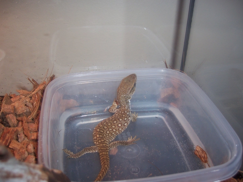 Loki#2