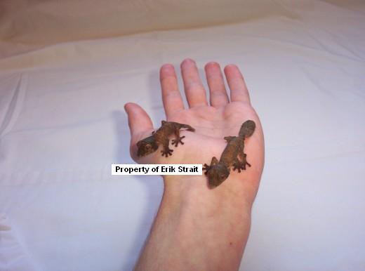 Look at what hatched out yesterday( Henkeli )