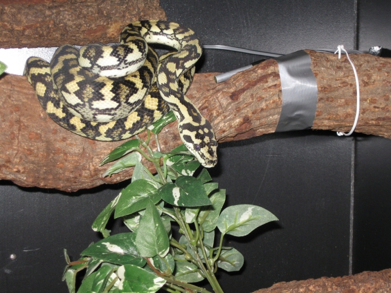 Luci in her new digs