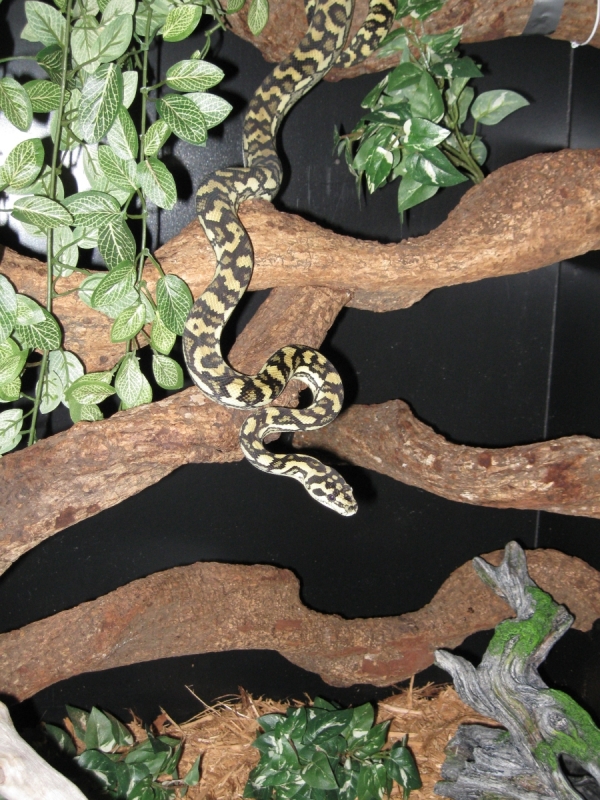 Luci in her new digs