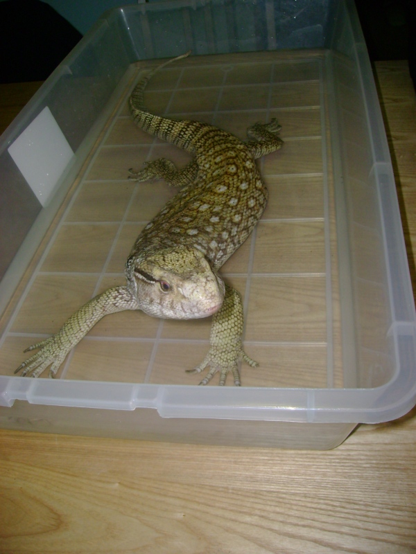 Lucky - my rescue savannah monitor