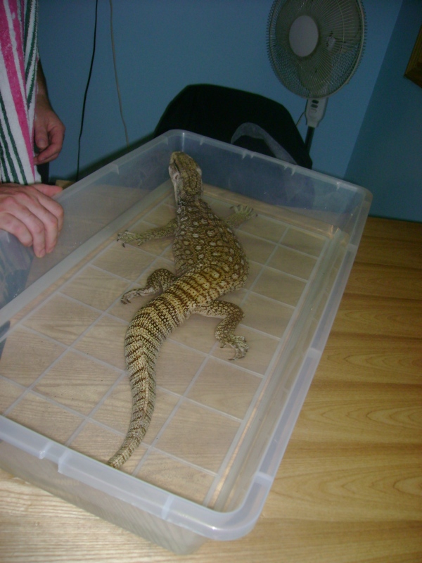 Lucky - my rescue savannah monitor