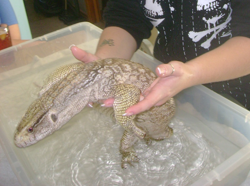 Lucky, my rescue Savannah Monitor