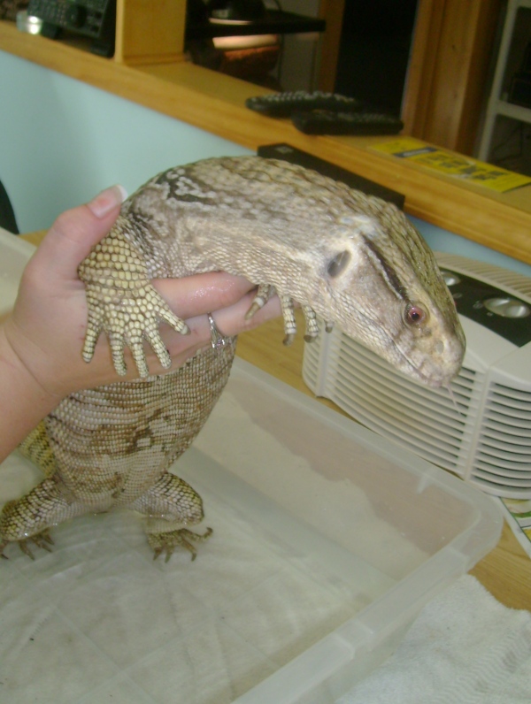 Lucky, my rescue Savannah Monitor