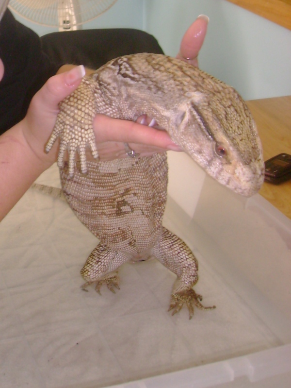 Lucky, my rescue Savannah Monitor