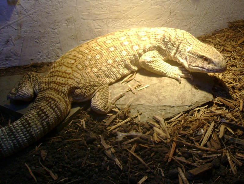 Lucky, my rescue Savannah Monitor