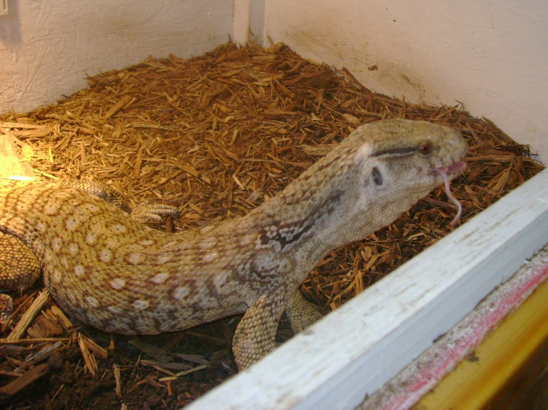 Lucky, my rescue Savannah Monitor