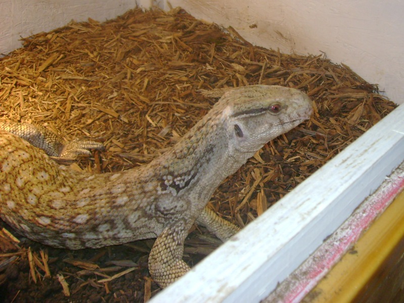 Lucky, my rescue Savannah Monitor