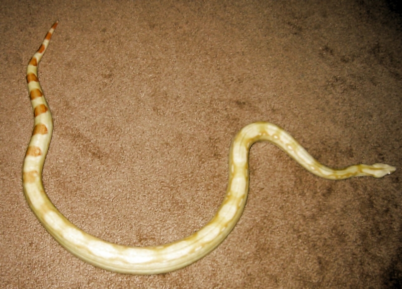luna (albino boa)
