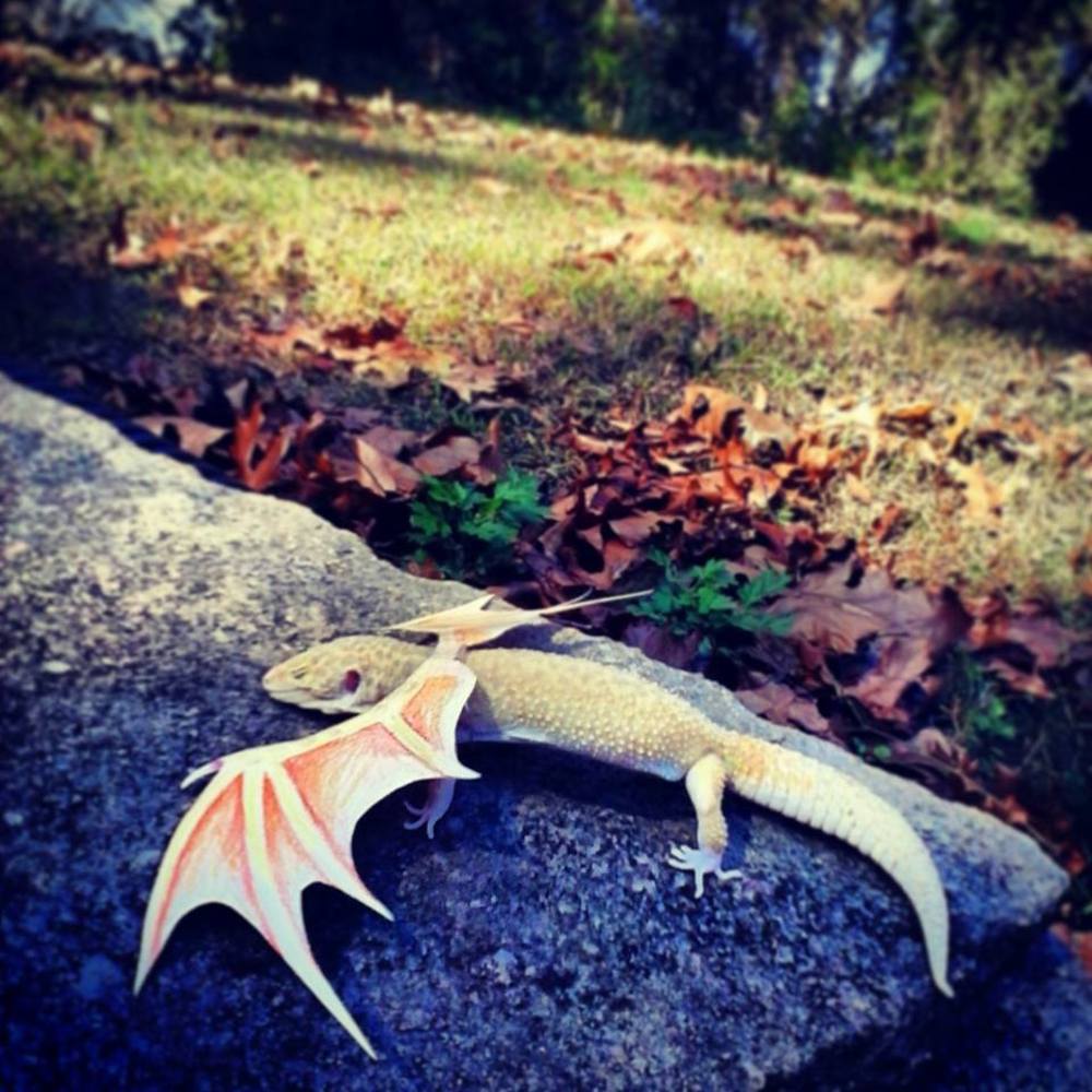 Luna the Raptor Dragon!