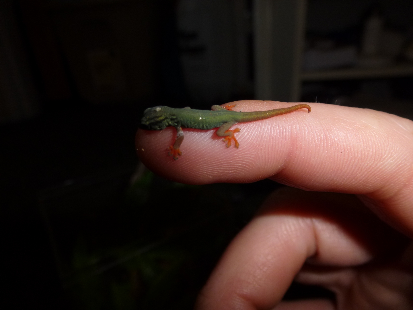 Lygodactylus williamsi hatchling