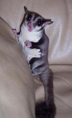 Mac- sugar glider