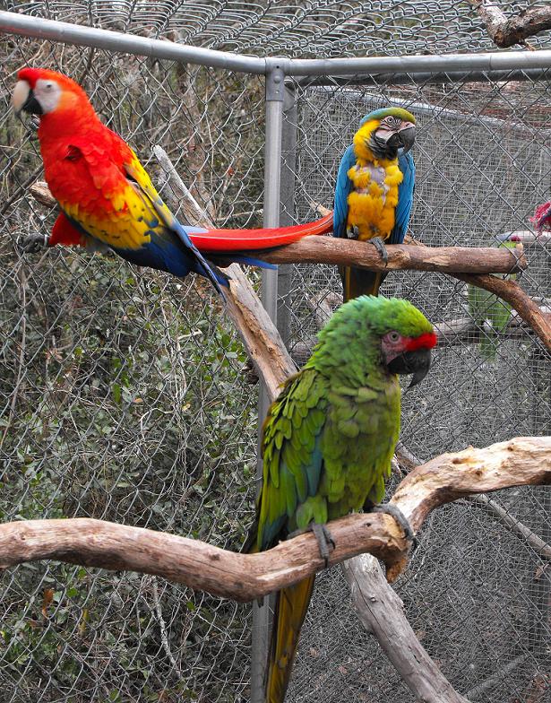 Macaws_2