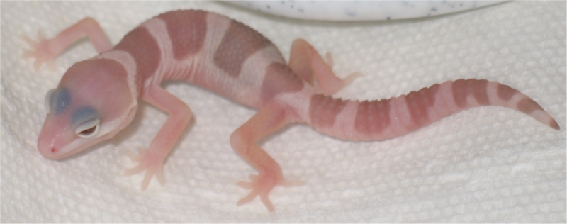 Mack Albino het Blizzard