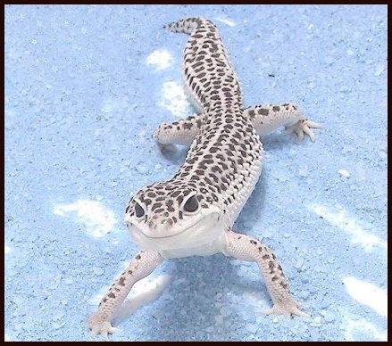 "Mack"Co-Dom Super Snow Leopard