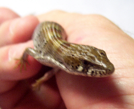 Madrean Alligator Lizards