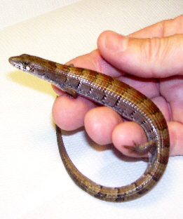 Madrean Alligator Lizards