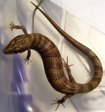 Madrean Alligator Lizards