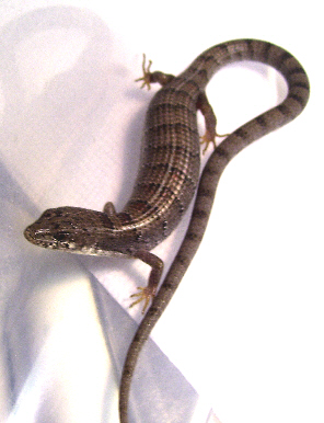 Madrean Alligator Lizards