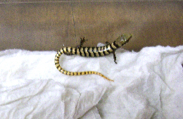 Madrean Alligator Lizards