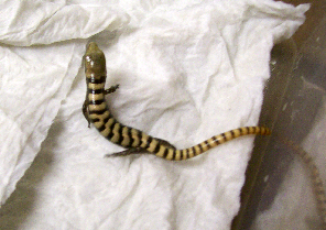 Madrean Alligator Lizards