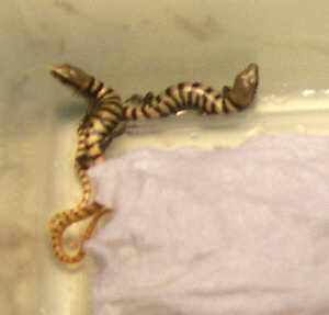 Madrean Alligator Lizards