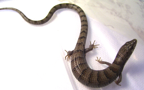 Madrean Alligator Lizards