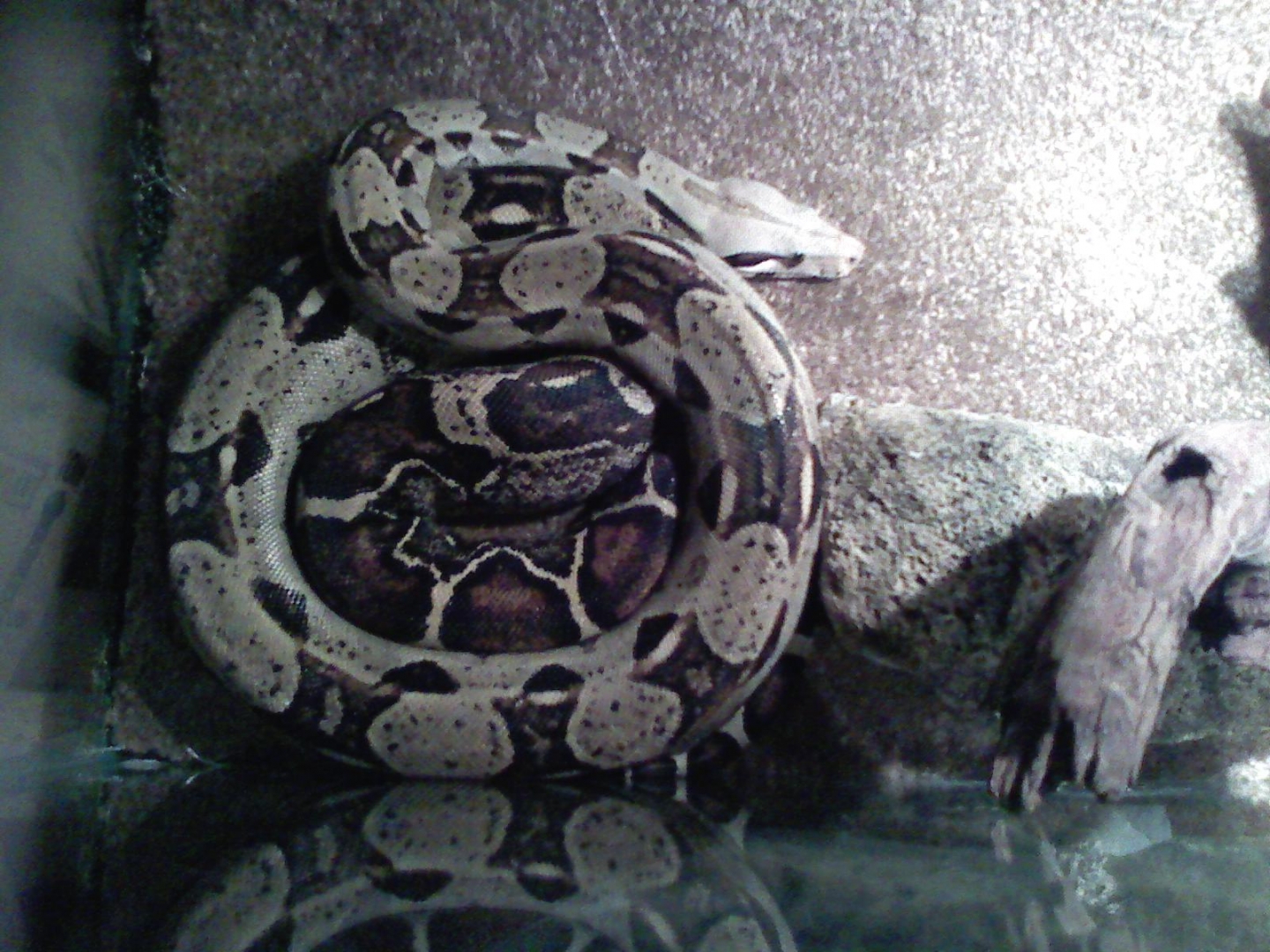 Madusa