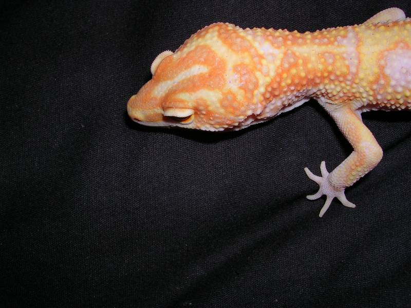 Magma head shot