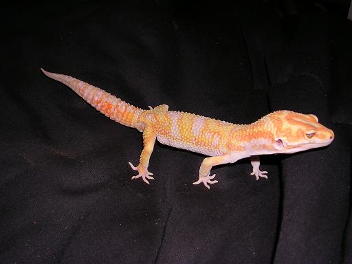 Magma
