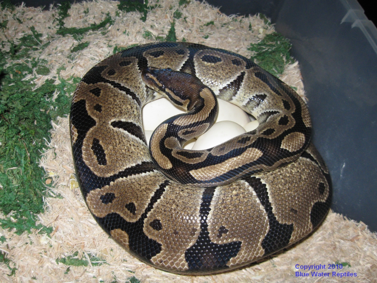 Maia's clutch for 2010