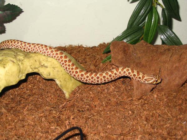 making a slither for it!!