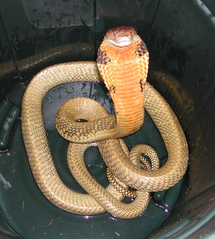Malayan King Cobra
